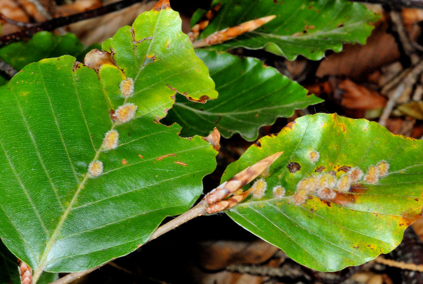 Galle? - Hartigiola annulipes